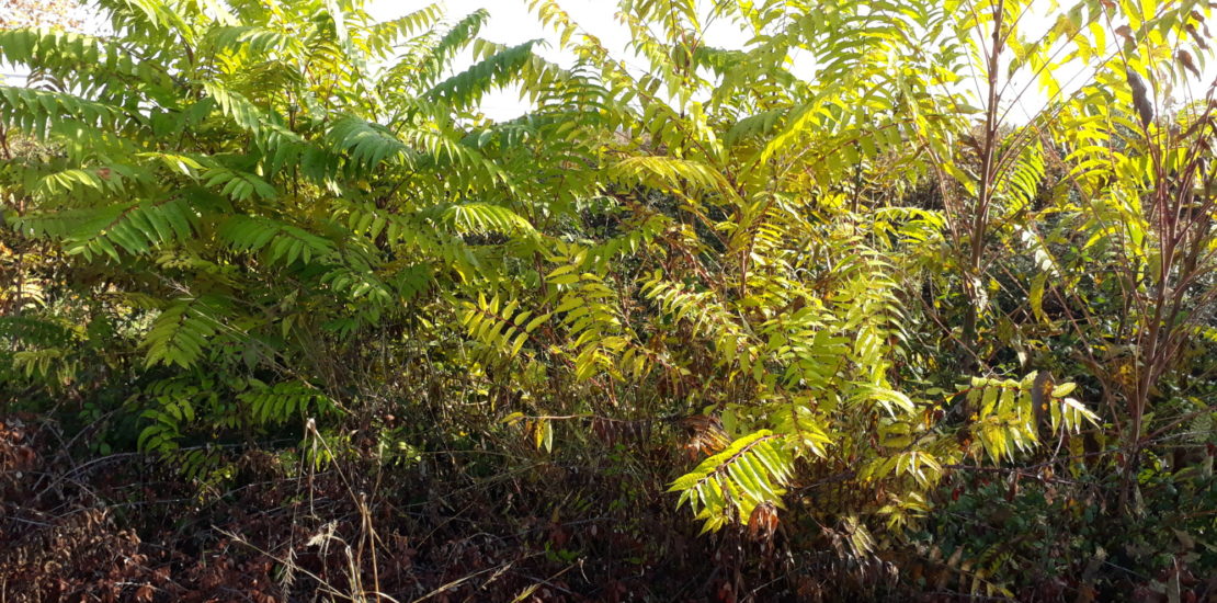 Coupe et évacuation des espèces invasives