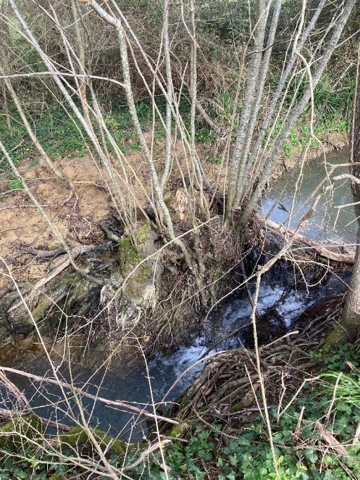 Photographie de la souche à enlever