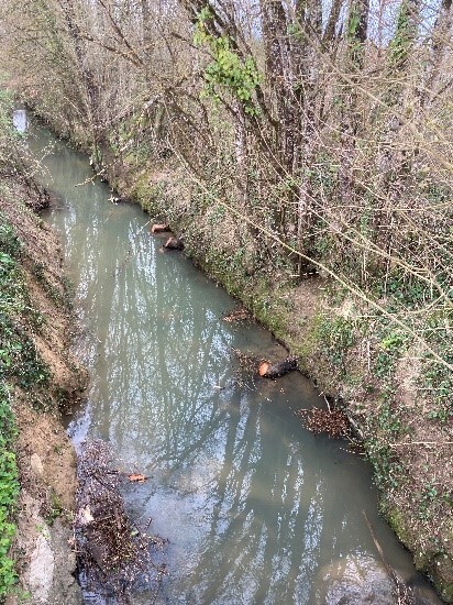 Après travaux restauration de la végétation