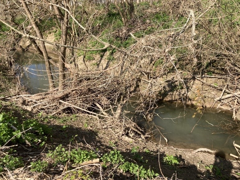 Photographie de quelques embâcles présents sur le ruisseau du Milieu