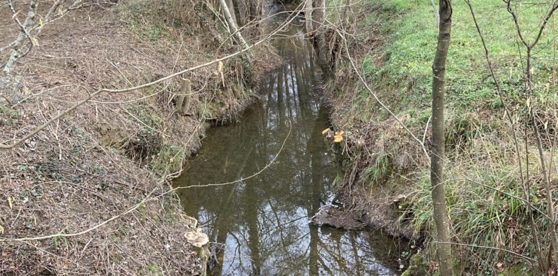 restauration de la végétation sur le bassin versant de la Gupie