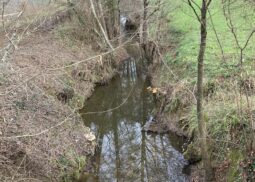 restauration de la végétation sur le bassin versant de la Gupie