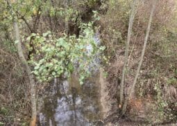 Restauration de la végétation sur le bassin versant du Trec