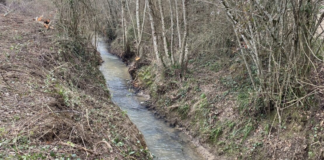 Restauration de la végétation sur le bassin versant de la Gupie