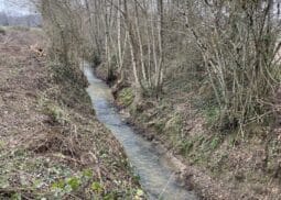 Restauration de la végétation sur le bassin versant de la Gupie