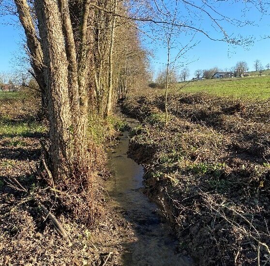 Restauration de la végétation sur le bassin versant du Trec