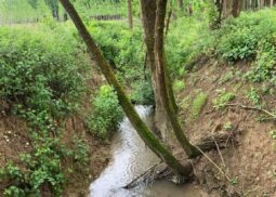 Restauration de la végétation sur le bassin versant de la Gupie