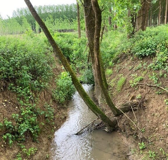 Restauration de la végétation sur le bassin versant de la Gupie